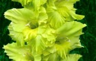 Сорт капусты гладиолуса: Эмеральд риппл